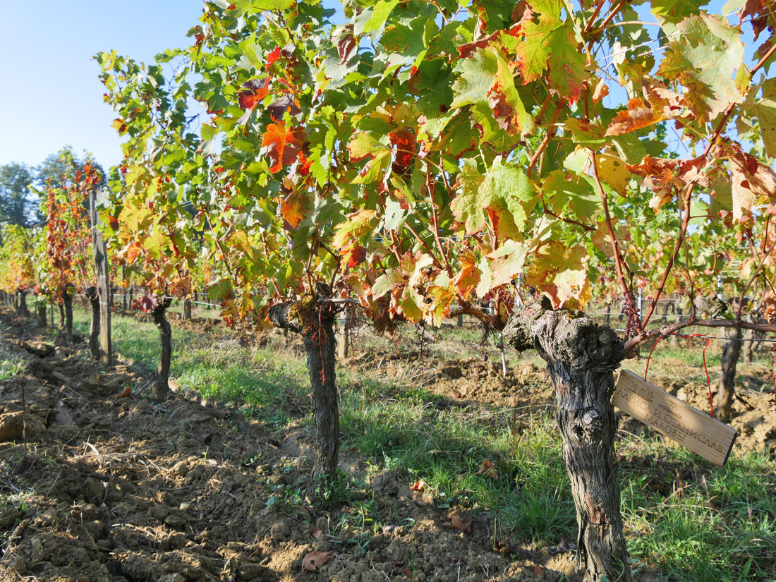 Виноградник на урожай